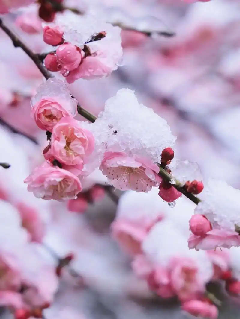 梅花雪景 #高清壁纸 #抖音美好生 - 抖音