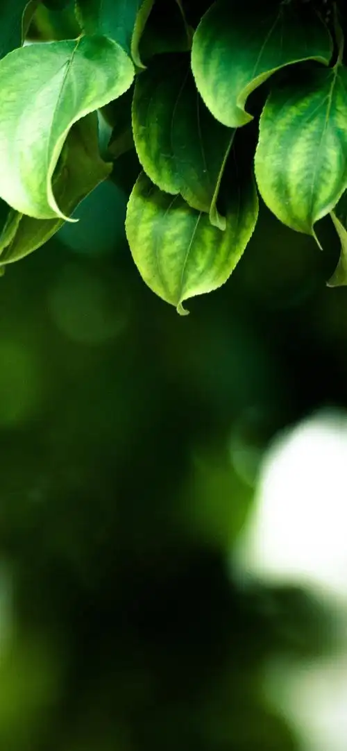 绿色叶子,朦胧的背景,春天 iphone 壁纸