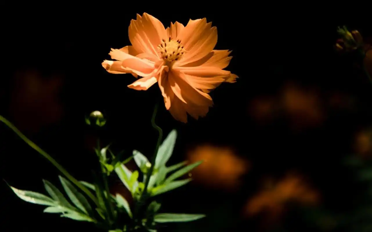 可爱小清新花朵高清桌面壁纸