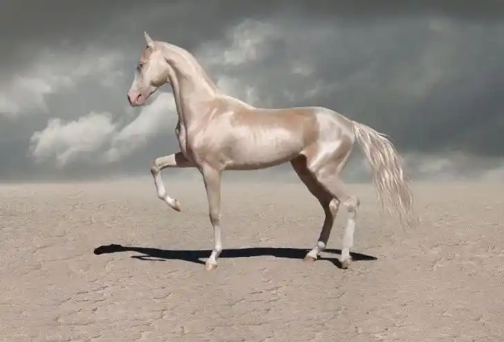 阿克哈·塔克马详细介绍:荷兰温血马是在1958年才被登记的新血统马种