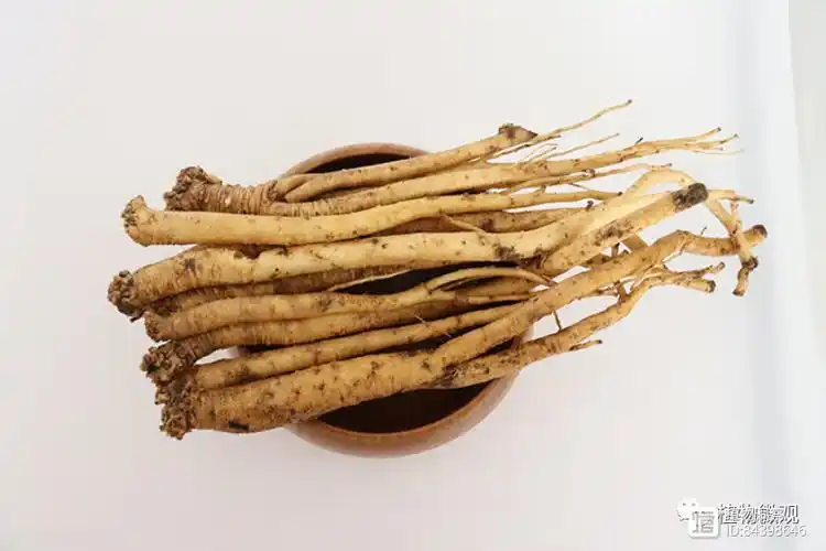 农村1种植物人称黄芪药用历史长达2000年价值极高