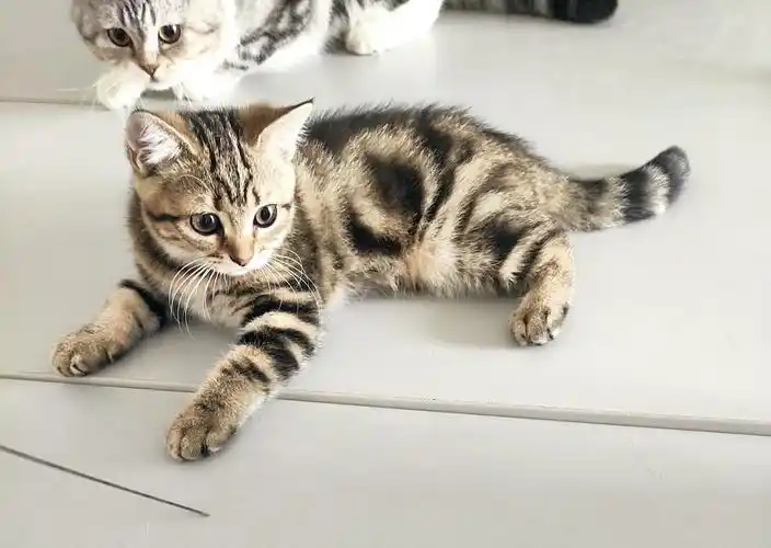 继续求助请问这是英短还是狸花猫越看越晕