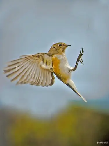 标题:空中杂技[飞鸟]