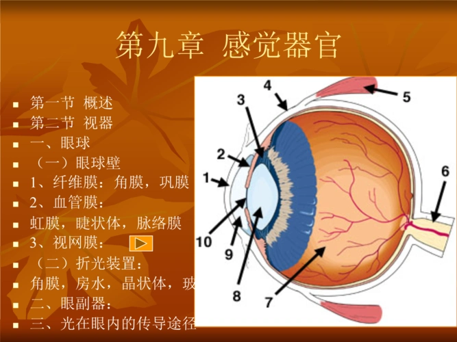 运动解剖学第九章感觉器官ppt9页
