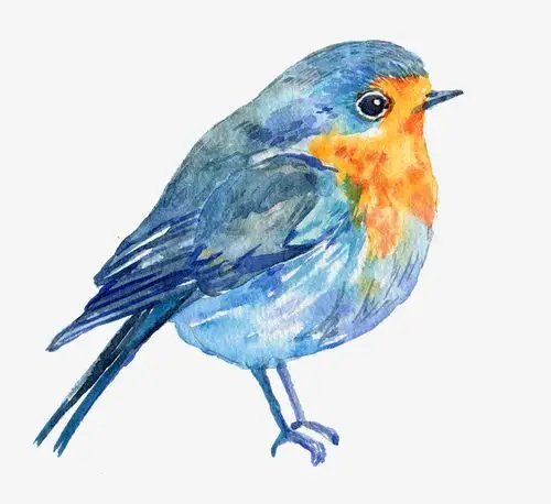 小鸟手绘水彩动物小鸟