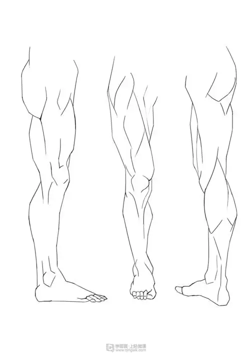 临摹腿—腿部人体肌肉结构入门训练