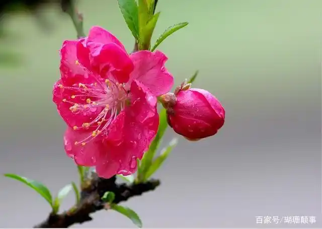 世界桃花种类知多少,陶渊明《桃花源记》里的桃花源桃花开正旺