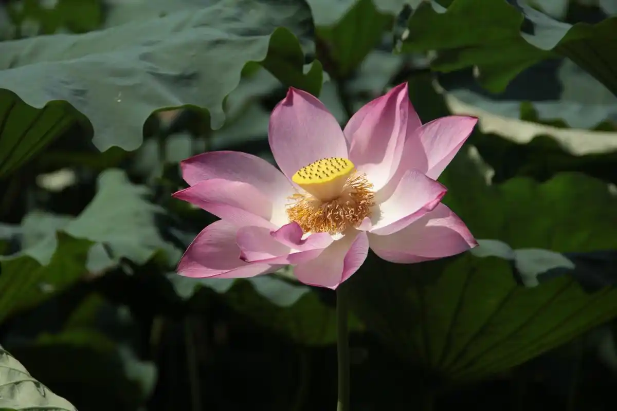 美艳不可亵玩的荷花图片 唯美植物,莲花,荷花, _ 图片网