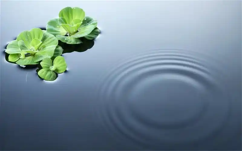 荷塘荷叶唯美绿色护眼背景桌面壁纸,美桌网专注于电脑,手机桌面壁纸,