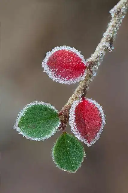 美丽动人雪中花惊艳世俗的美
