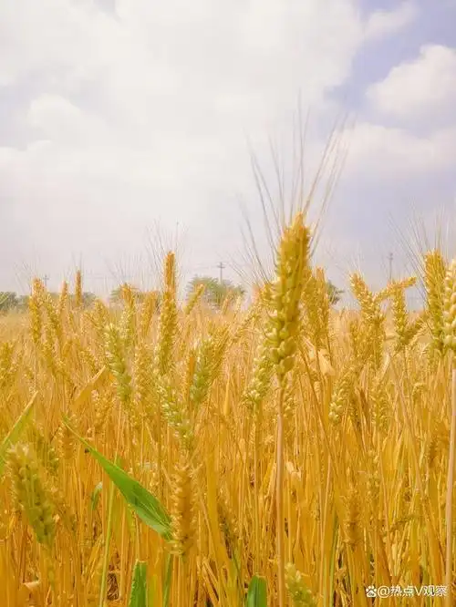 金灿灿一片,麦苗儿黄来麦穗香,如诗如画!