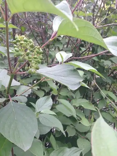 君问归期未有期,红烧茄子油焖鸡.秋高东篱采桑菊,犹记那盆水.