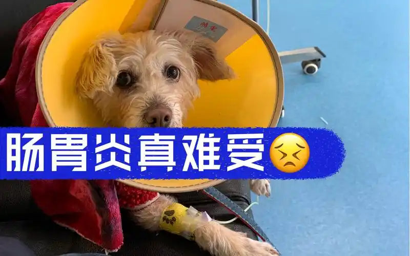 小狗狗生病去挂瓶