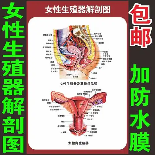 生殖女器女性解剖图人体