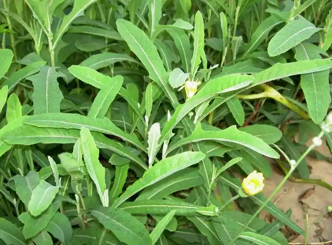 【转载】中草药图片