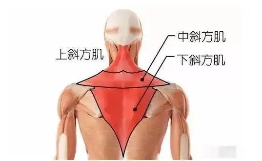 气质杀手——斜方肌过厚怎么办?不想毁身材赶紧这样做!