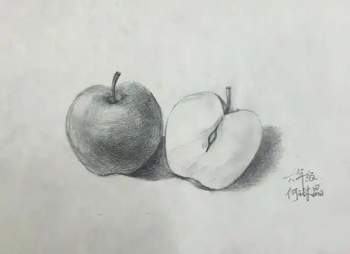 田间宝贝 小学高年级素描临摹 苹果写生练习作品(1)