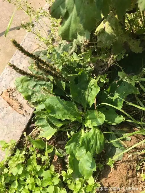 随拍路边的草药,你认识几种?