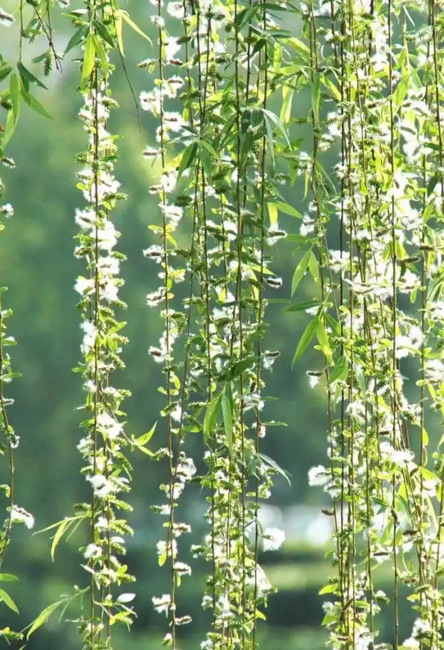 今年合肥为什么没看到柳絮纷飞