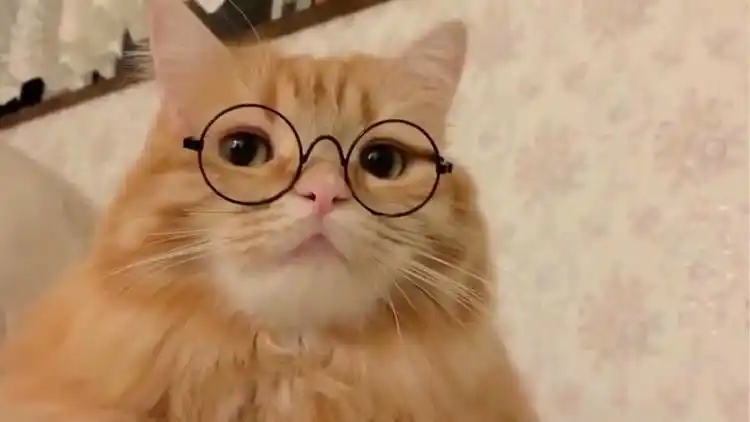 戴眼镜的猫,居然从猫身上感觉到了苏感