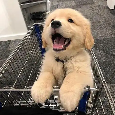 金毛可爱软萌头像动物头像图片回车桌面