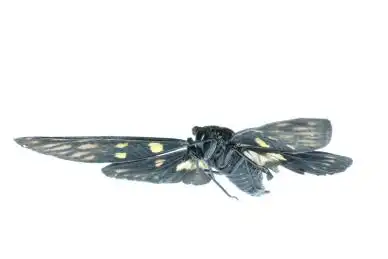 飞隔绝在白色昆虫蝉虫