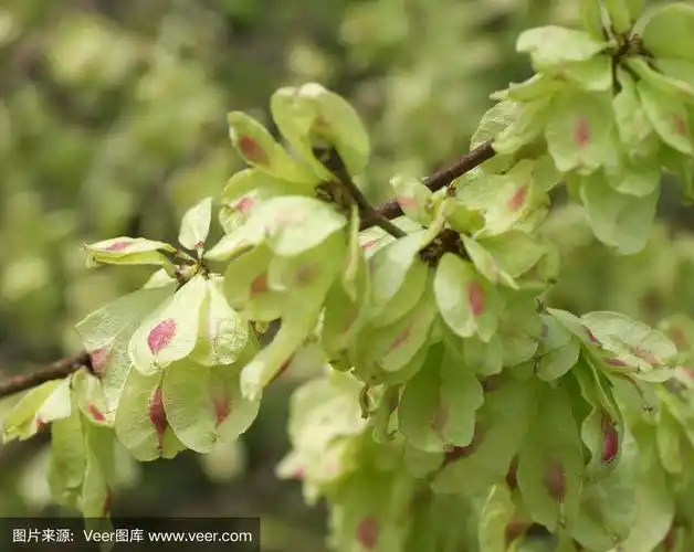 榆树(ulmus glabra)果实
