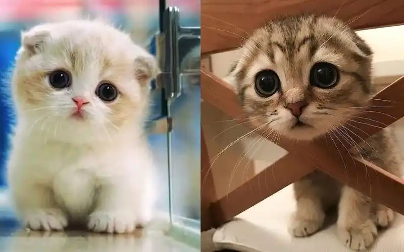 萌萌哒小奶猫00