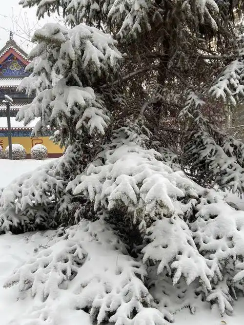 沈阳:大雪压青松_树枝_松柏_东北