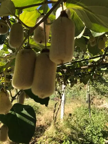 这是白毛猕猴桃