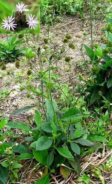 主页 本草植物 【别名】天芥菜,鸡疴粘(《纲目》),土柴胡,马驾百兴