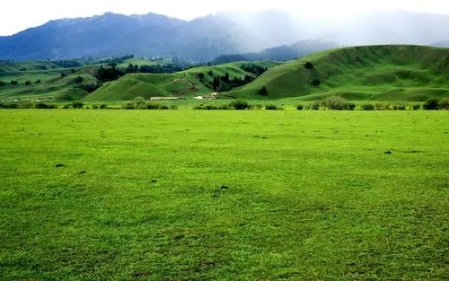 美丽的亚高山草甸风光.