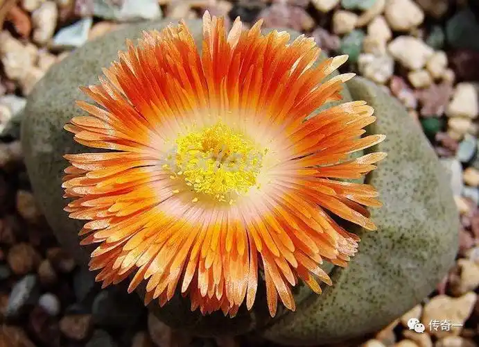 石头开花会开花的石头有生命的石头