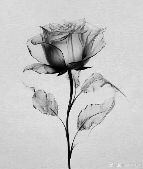 今日纹身图案分享    花纹身    #纹身分享##纹身设计##北京纹身店