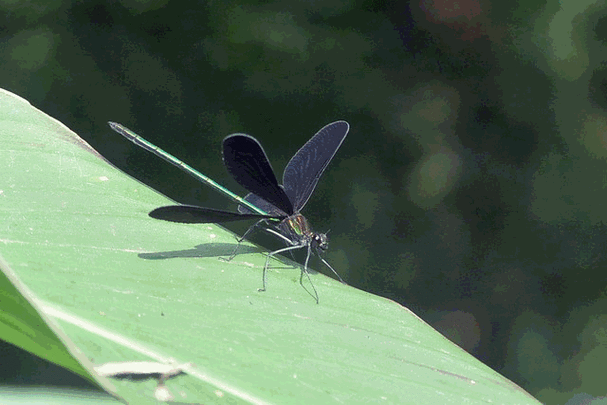 河北首届昆虫文化节等你来探险!(延期至12月2日)
