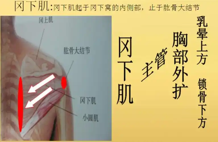 松解起点和止点 2.斜线连接冈下肌)