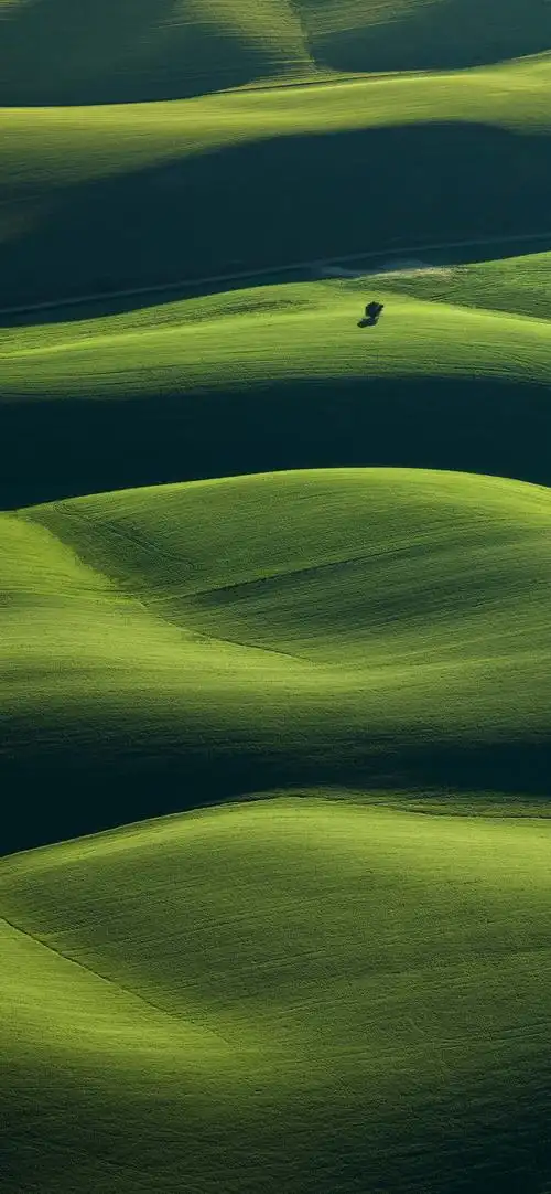 壁纸,不谢. - 华为mate30系列分享交流 花粉俱乐部