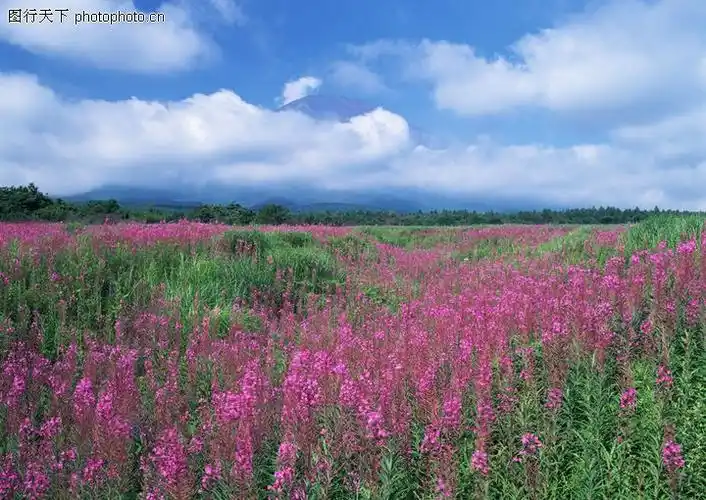 鲜花遍野,自然风景,鲜花遍野0165