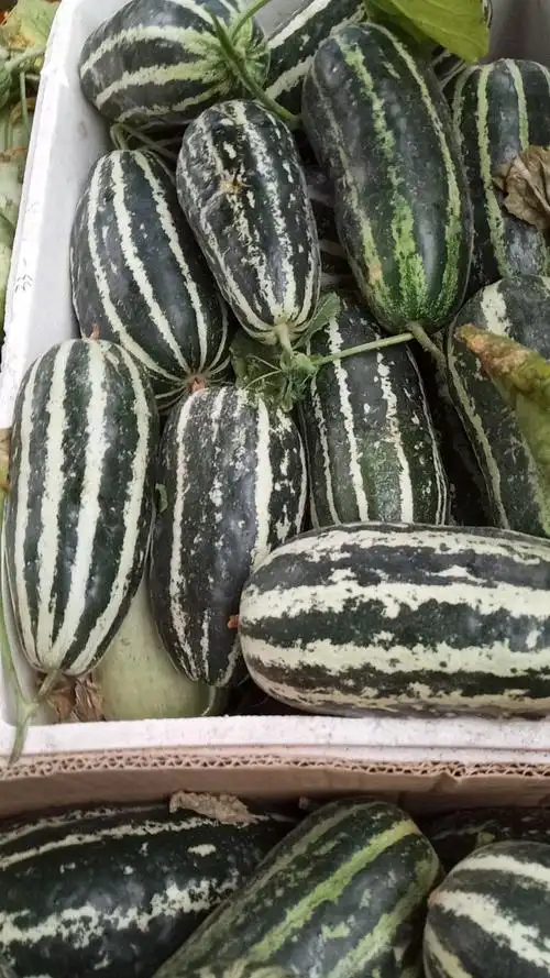 本园甜瓜镇平只此一家,品种非常好吃,你要是不信可以来品尝,园里的瓜