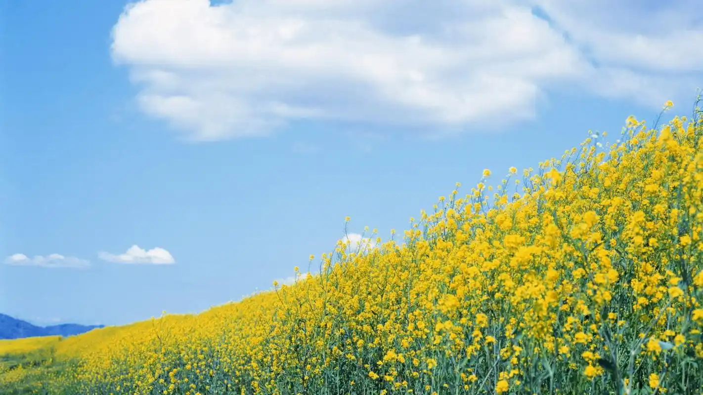 小清新简约高清桌面壁纸下载