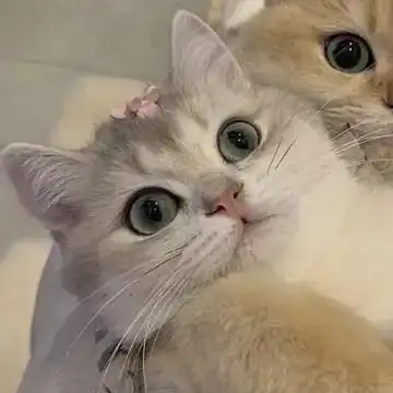 一对可爱猫咪情侣头像