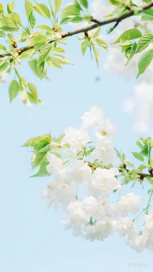 有哪些花朵主题的手机壁纸