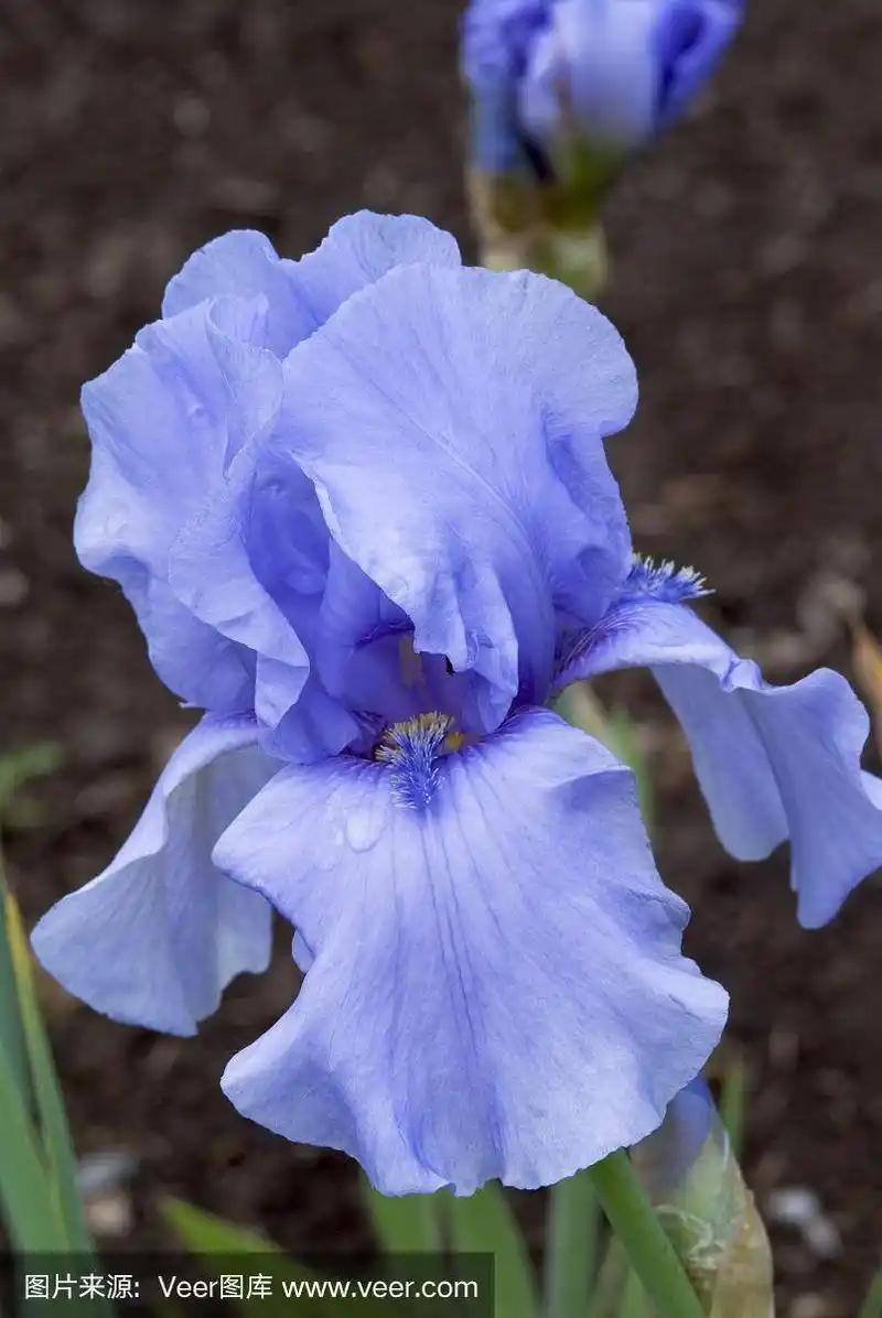 高的有髯的蓝色鸢尾
