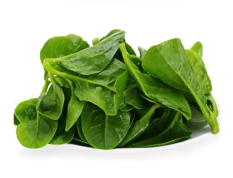 木耳菜图片高清大图!