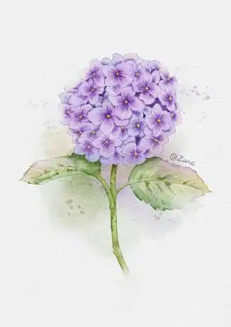 漂亮的绣球花卡通水彩画