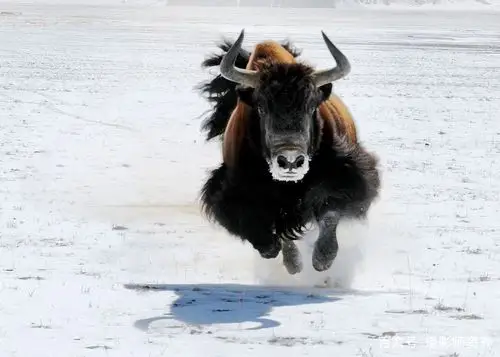 雪域神兽 昆仑野牛