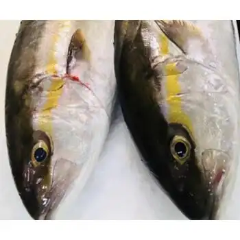 章红鱼鲜活整条出红甘鱼大海鱼1斤南油台海鱼鰤鱼刺身