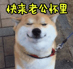 柴犬萌宠狗狗撩快来老公怀里soogifsoogif出品gif动图_动态图_表情包