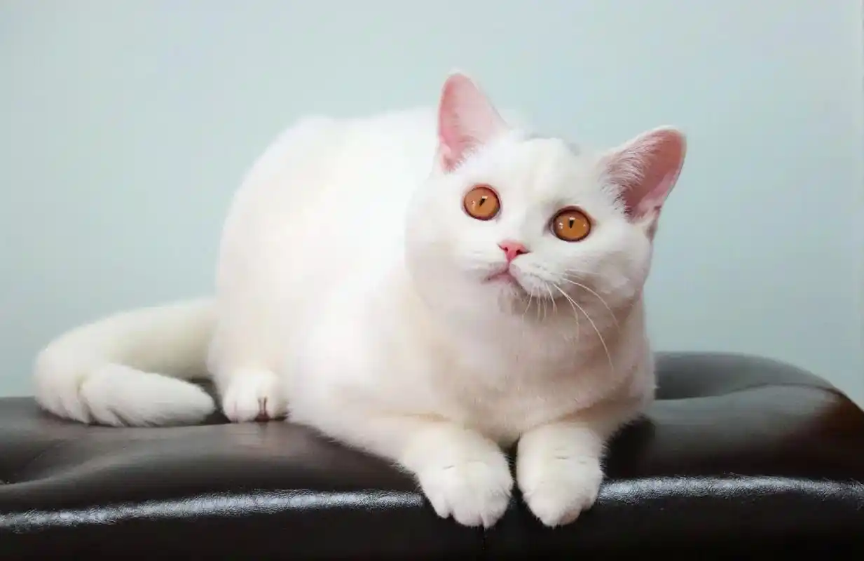 这是谁家的小宝贝,想领走快交赎金.#纯白英短 #英国短毛猫 - 抖音