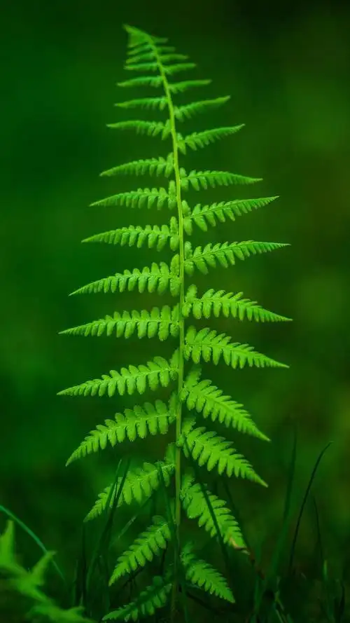 精美绿色护眼壁纸手机壁纸(手机壁纸绿色护眼壁纸)(9)